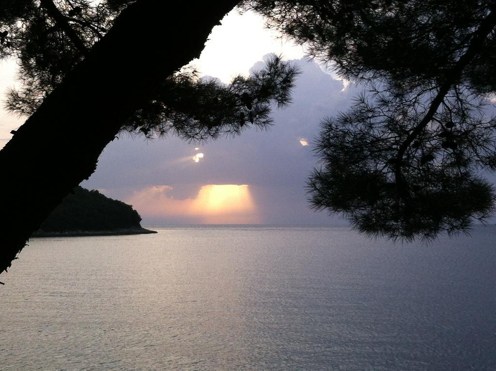 Galeb